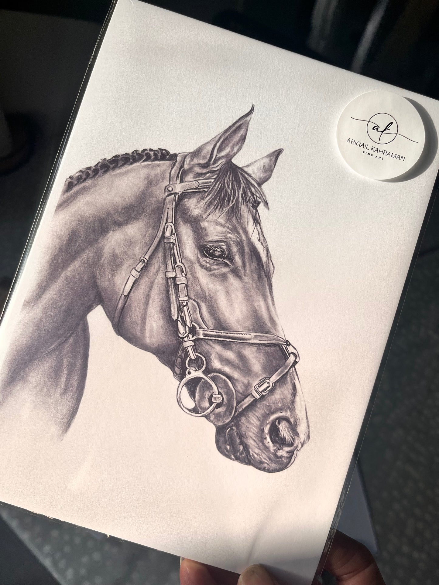 Black and white Horse study