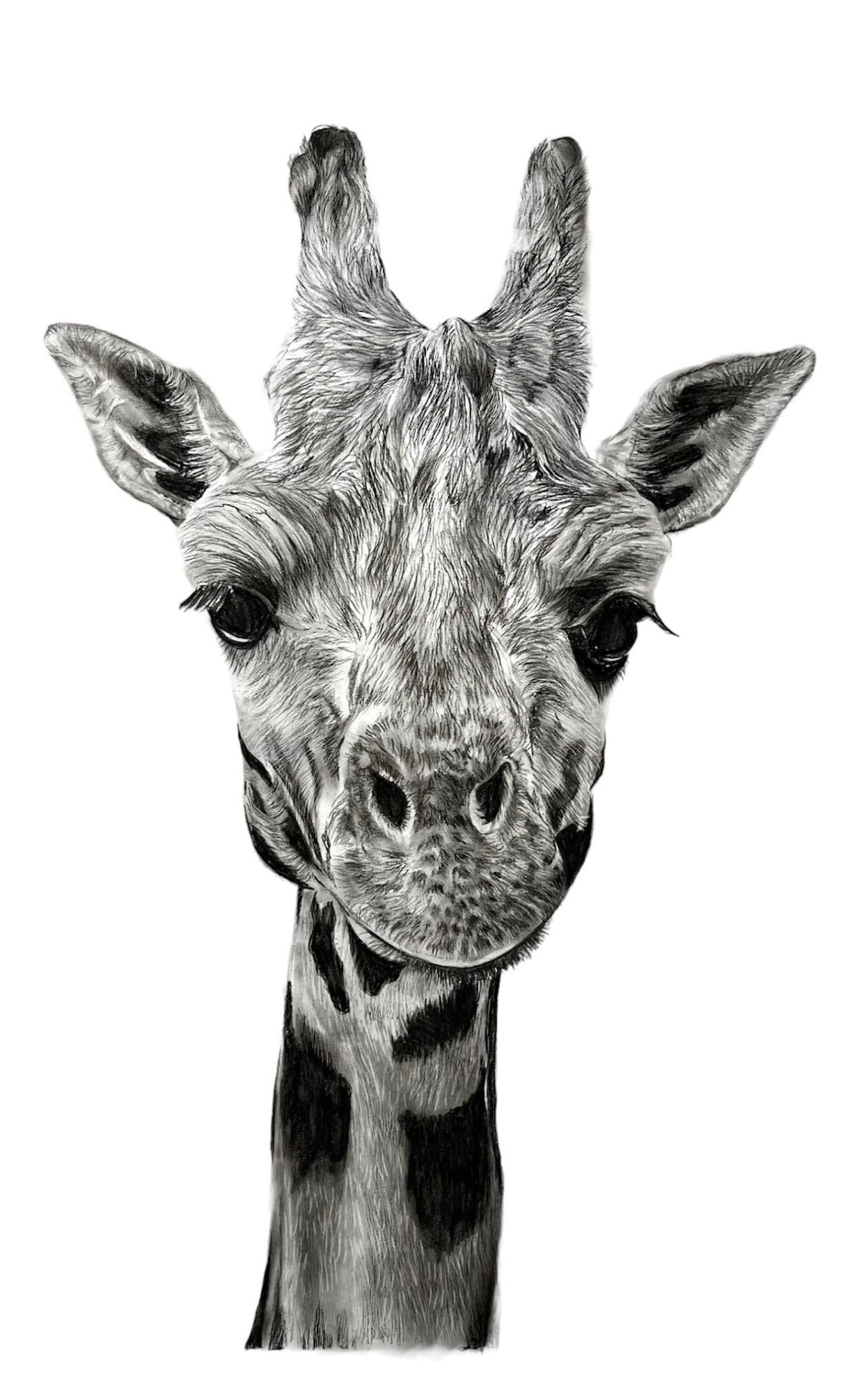 Giraffe Study Fine Art Print