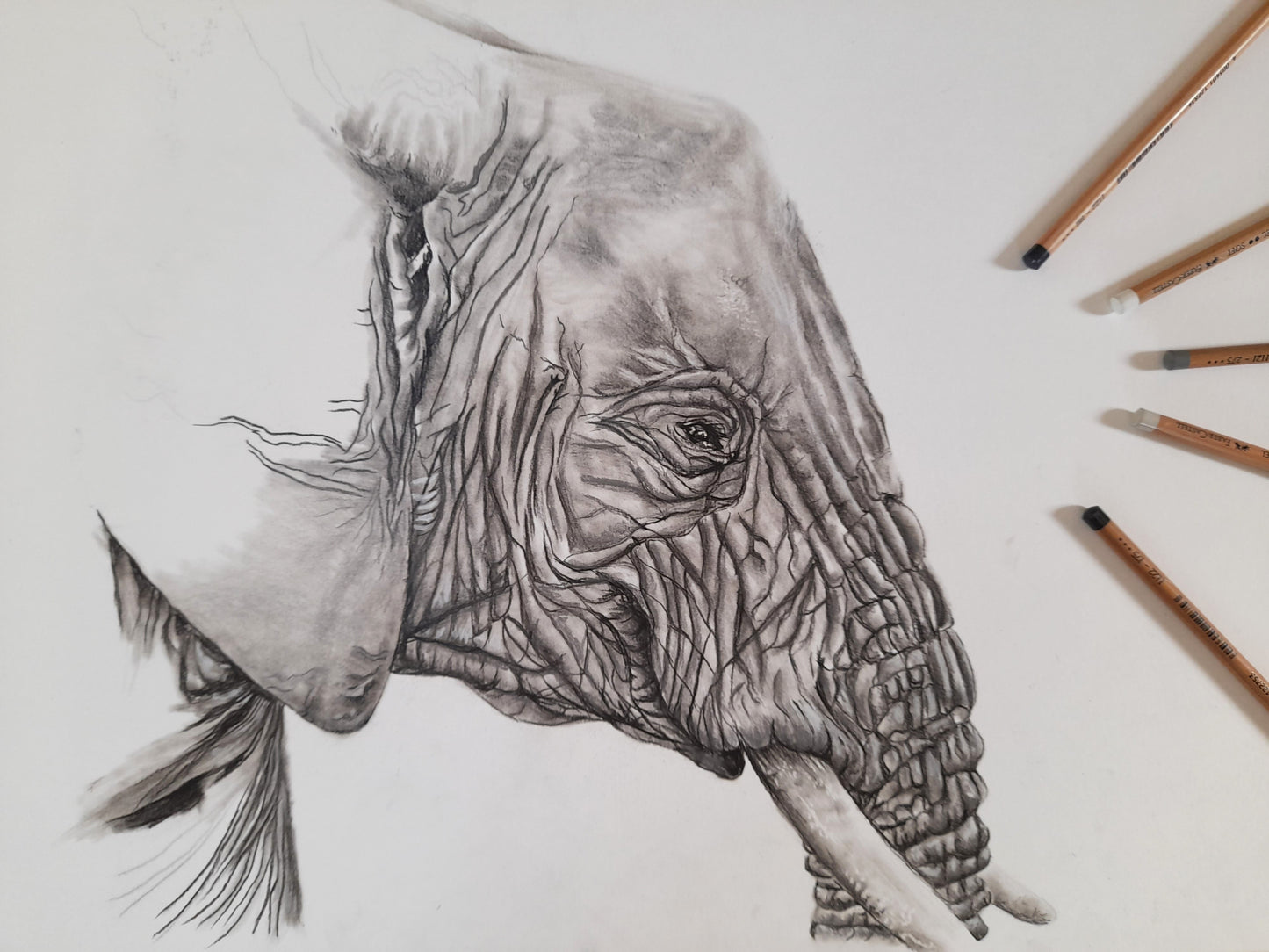 Elephant Study Pastel Pencil original