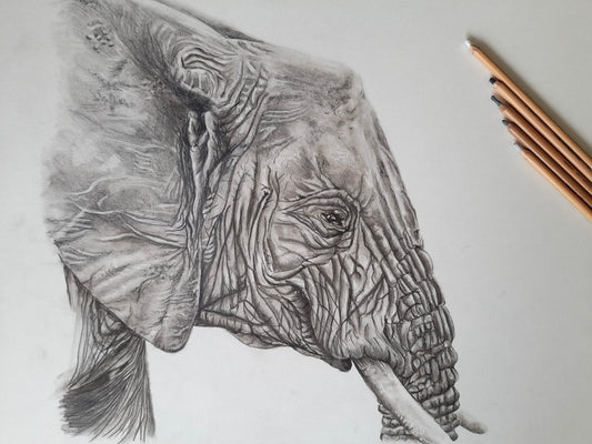 Elephant Study Pastel Pencil original