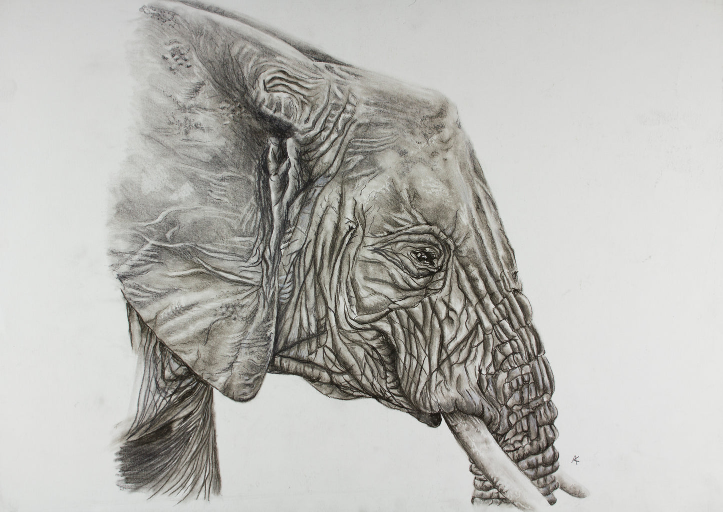 Elephant Study Prints