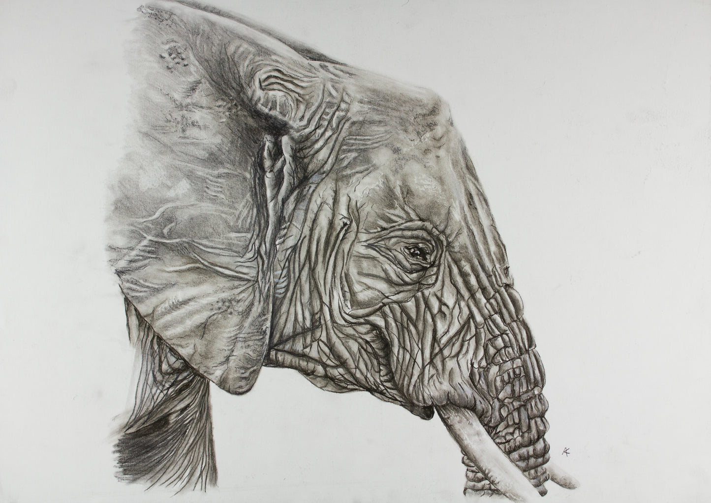 Elephant Study Pastel Pencil original