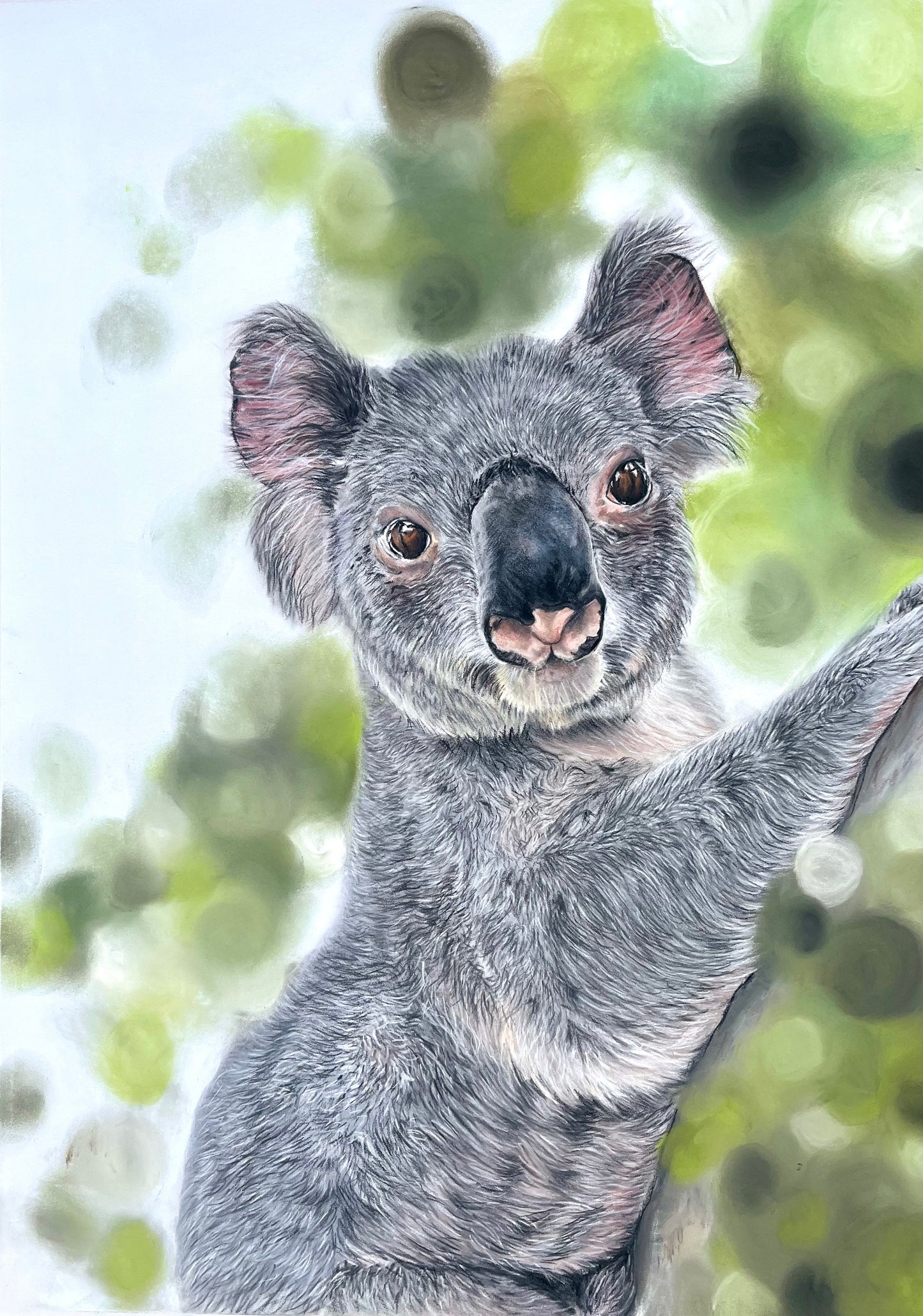 Koala Study A2 Original