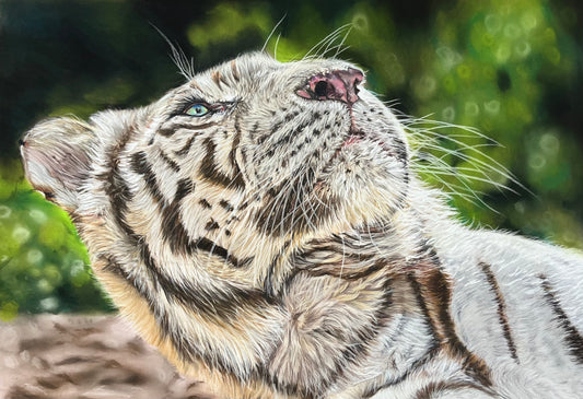 White Tiger Original A3