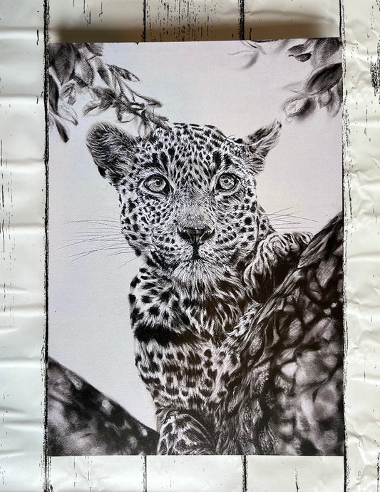 Leopard Fine A4 Art Print
