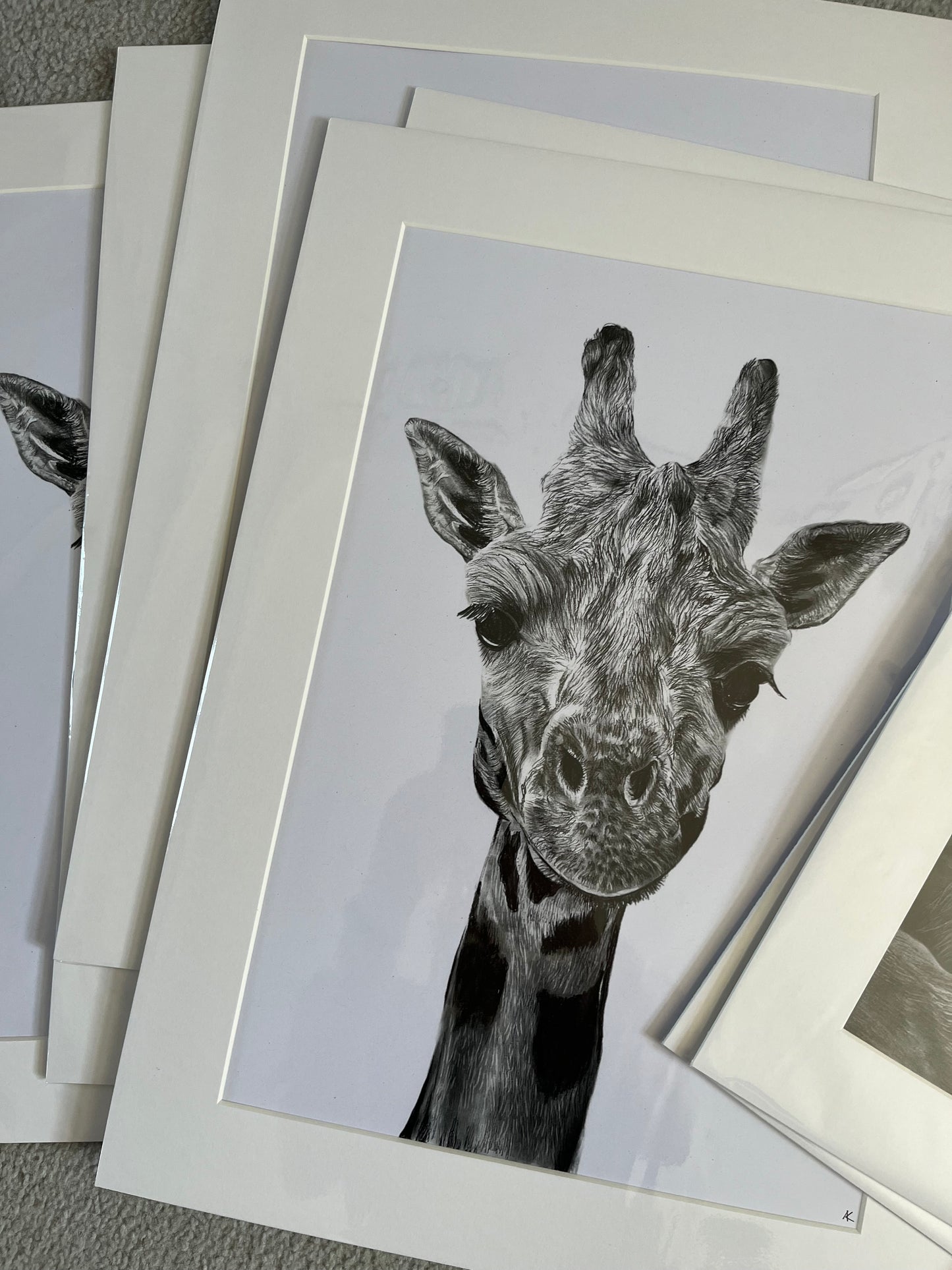 Giraffe Study Fine Art Print