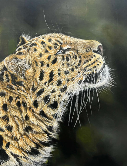 Mixed media - Pencils and Pan Pastels Fine Art Leopard by Abigail Kahraman 