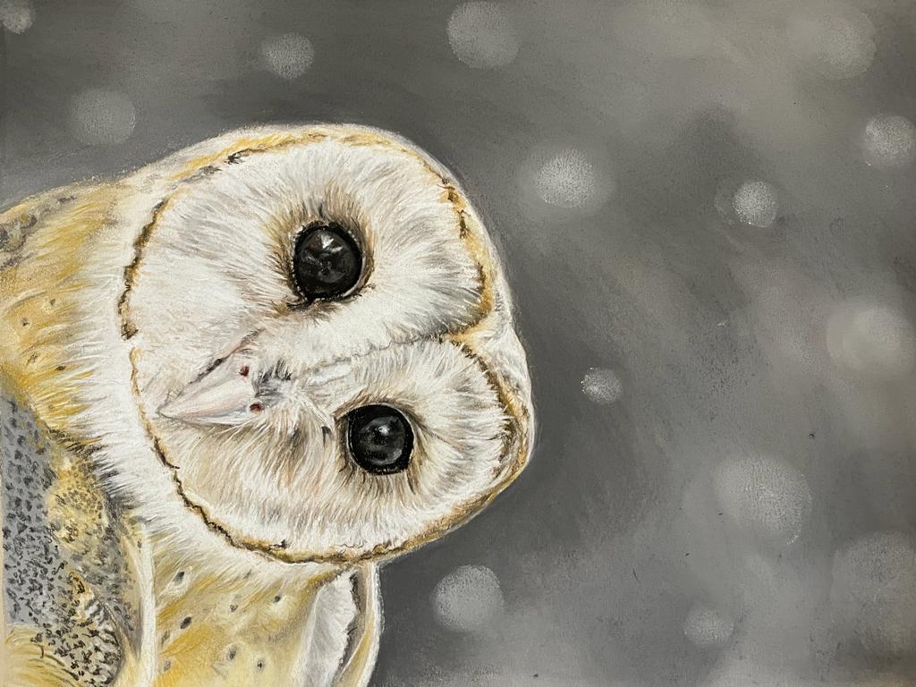 Pastel Pencils Fine Art Owl by Abigail Kahraman